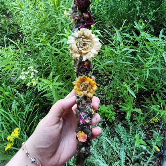 Mullien torch (witches'/hags torch) wildcrafted + organic - Picture 2 of 3